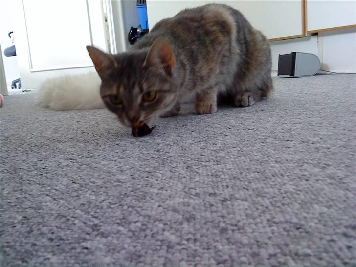 Blanding af racer Mis <3 - Jep... She låååves ´em! billede 12