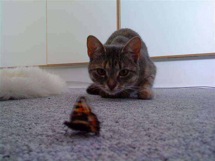 Blanding af racer Mis <3 - Så godt billede af Mis, på jagt efter samme sommerfugl, efter 1,5 times jagt... Stakkels sommerfugl billede 13