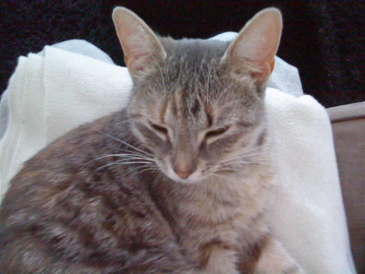 Blanding af racer Mis <3 billede 14