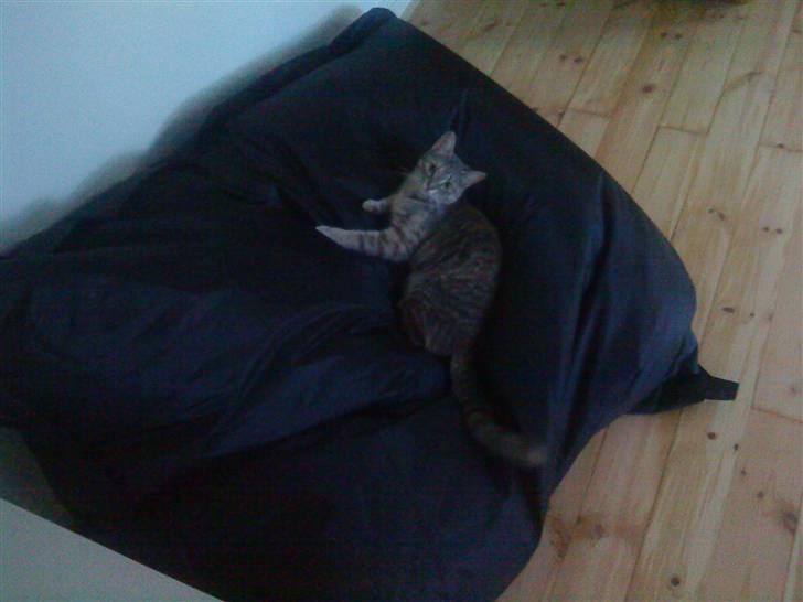 Blanding af racer Mis <3 - Hun slapper lige i den nye sækkepude, ja ja, så ved man hvem der bestemmer :P billede 15