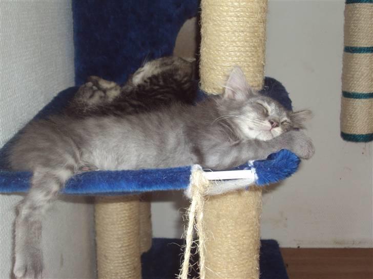 Blanding af racer Gizmo billede 5