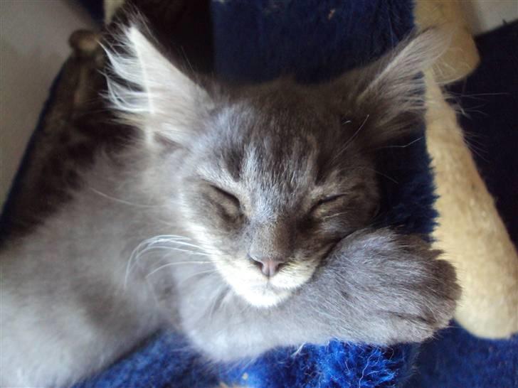 Blanding af racer Gizmo billede 6