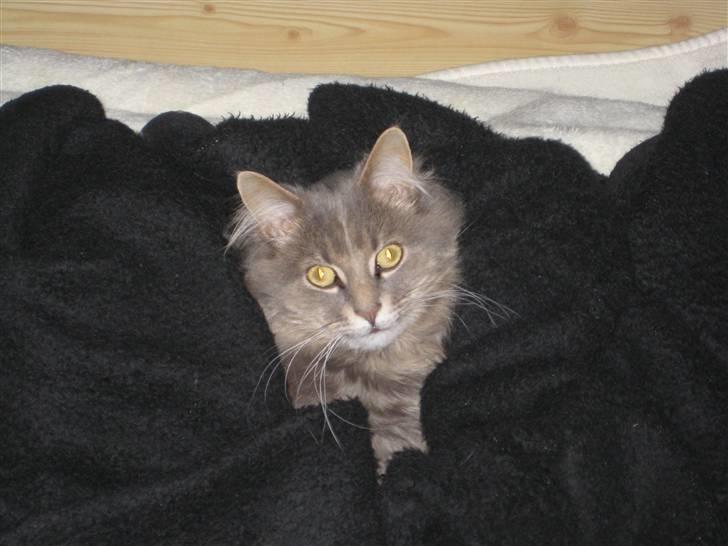 Maine Coon zeus - så bliver der puttet lidt billede 14