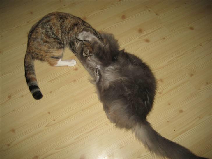 Maine Coon zeus - så var der lige dame besøg, og der bliver bare leget :) billede 15