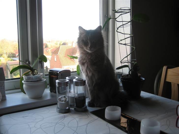 Maine Coon zeus - sidder da lige ud nyder udsigten... billede 16