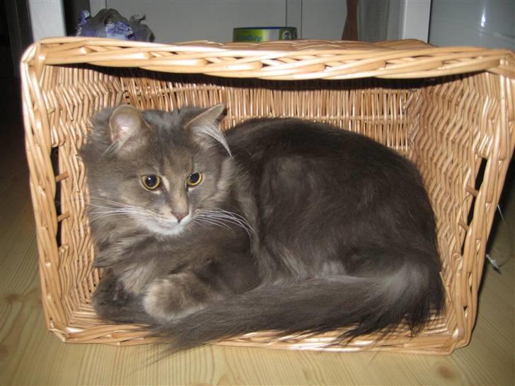 Maine Coon zeus billede 17