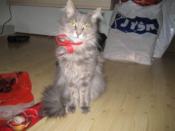 Maine Coon zeus - hjølper lige med at pakke julegaver ind... er jeg ikke fin... :) billede 18