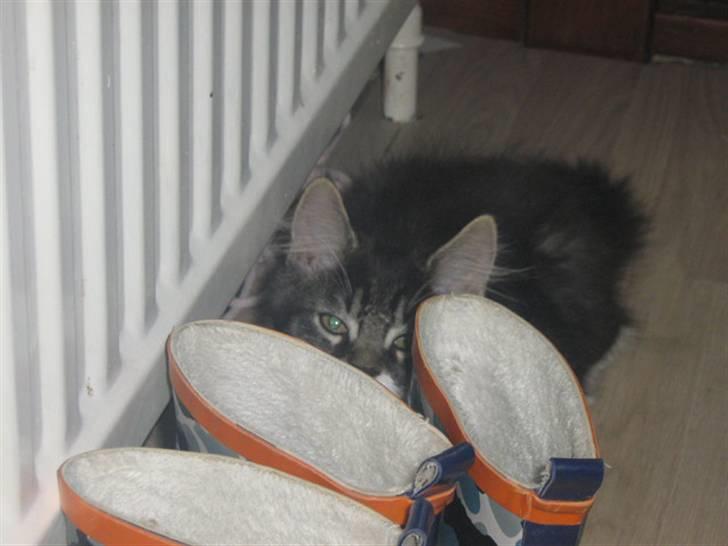 Blanding af racer Pjuske billede 1