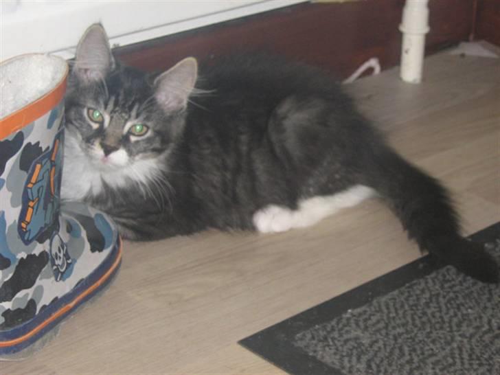 Blanding af racer Pjuske billede 2