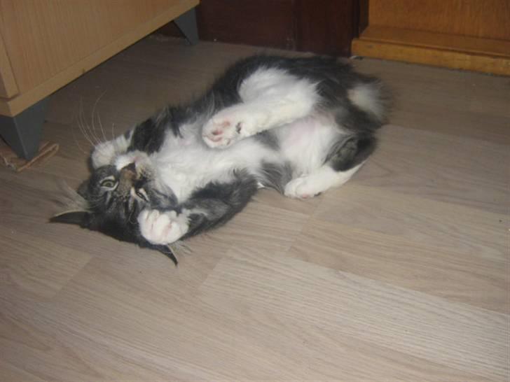 Blanding af racer Pjuske billede 3