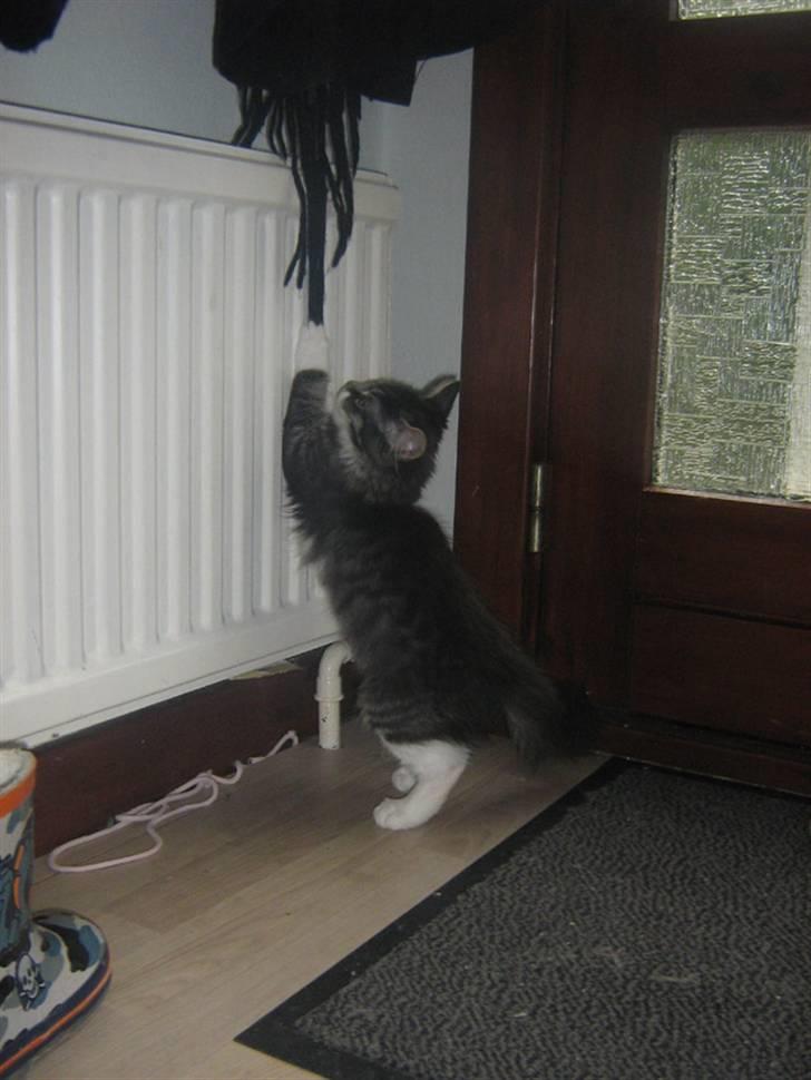 Blanding af racer Pjuske billede 4