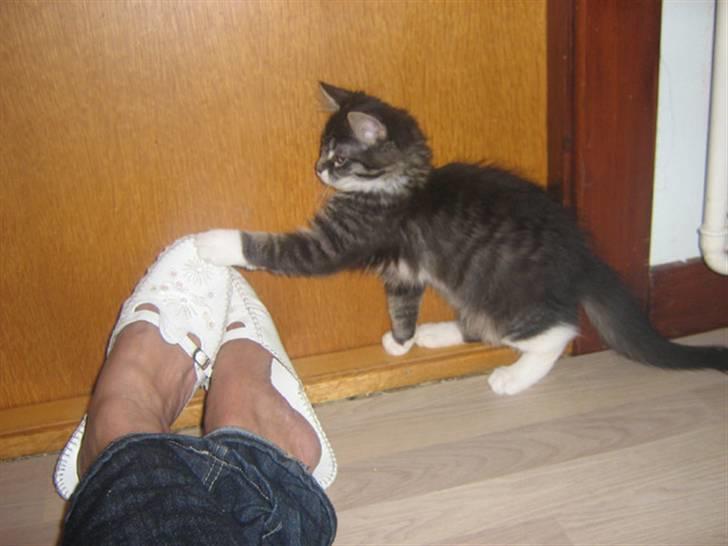 Blanding af racer Pjuske billede 5