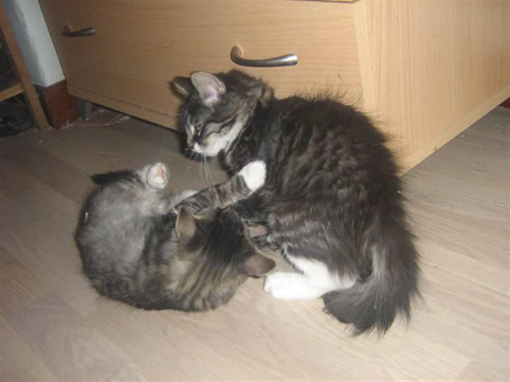 Blanding af racer Pjuske billede 6