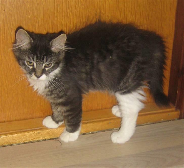 Blanding af racer Pjuske billede 7