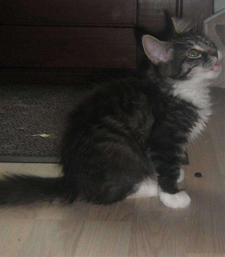 Blanding af racer Pjuske billede 8