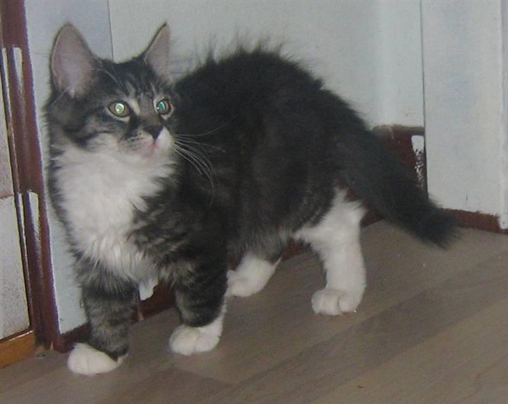 Blanding af racer Pjuske billede 9