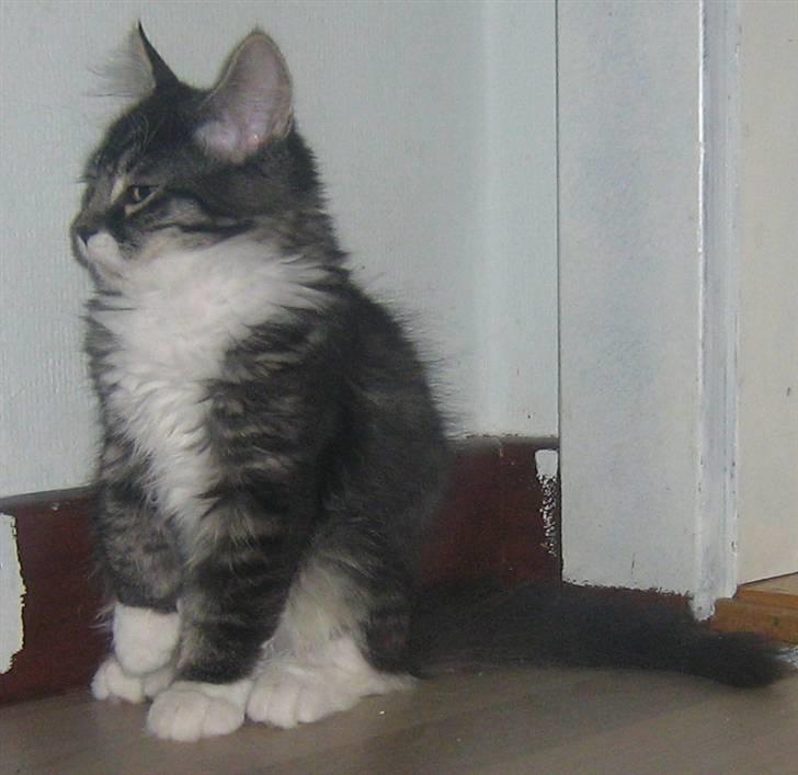 Blanding af racer Pjuske billede 10