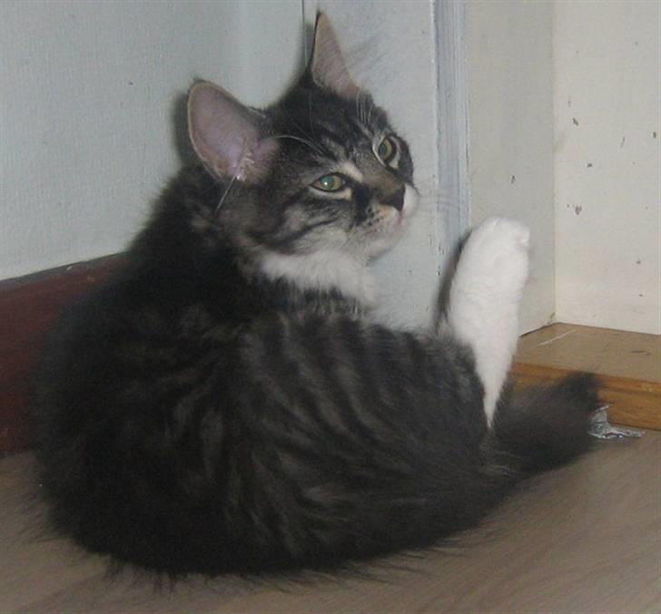 Blanding af racer Pjuske billede 11