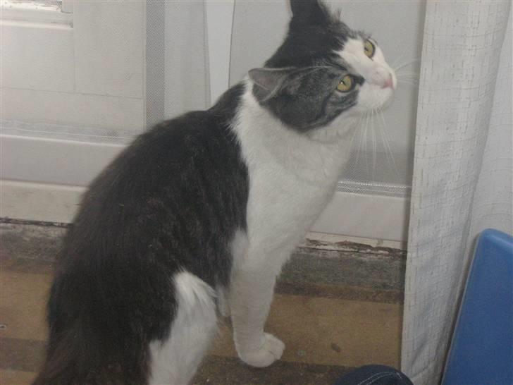 Blanding af racer Pjuske - Farmand Fido  billede 12