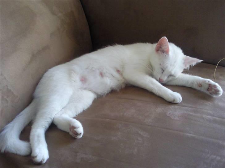 Huskat Tøsen - Åhh man ligger godt her.. billede 5