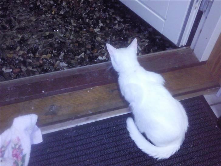 Huskat Tøsen - en aften med regnvejr, man skulle nødigt få våde fusser.. hihi billede 7