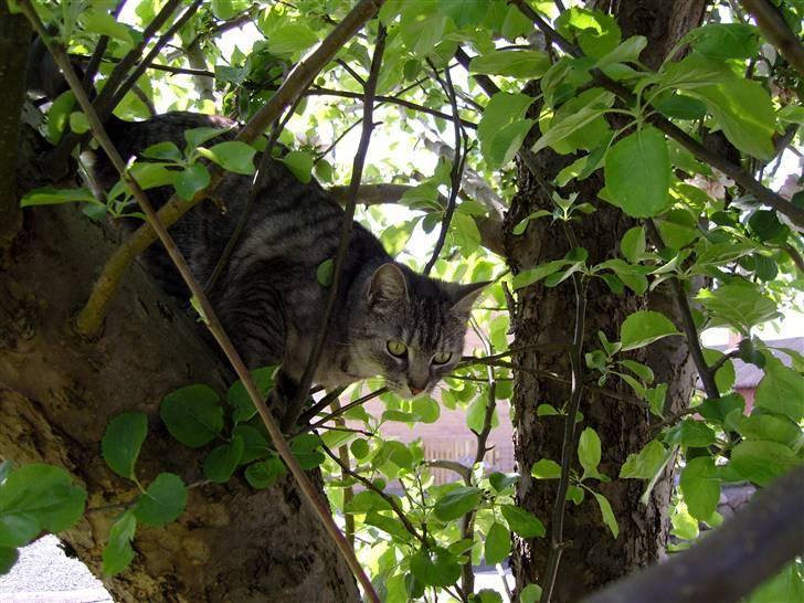 Huskat Fede Mis *Hjemme igen:o)* billede 11