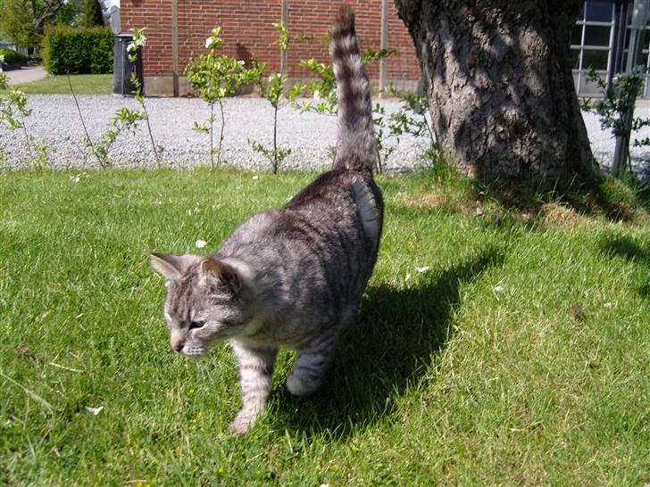 Huskat Fede Mis *Hjemme igen:o)* billede 12