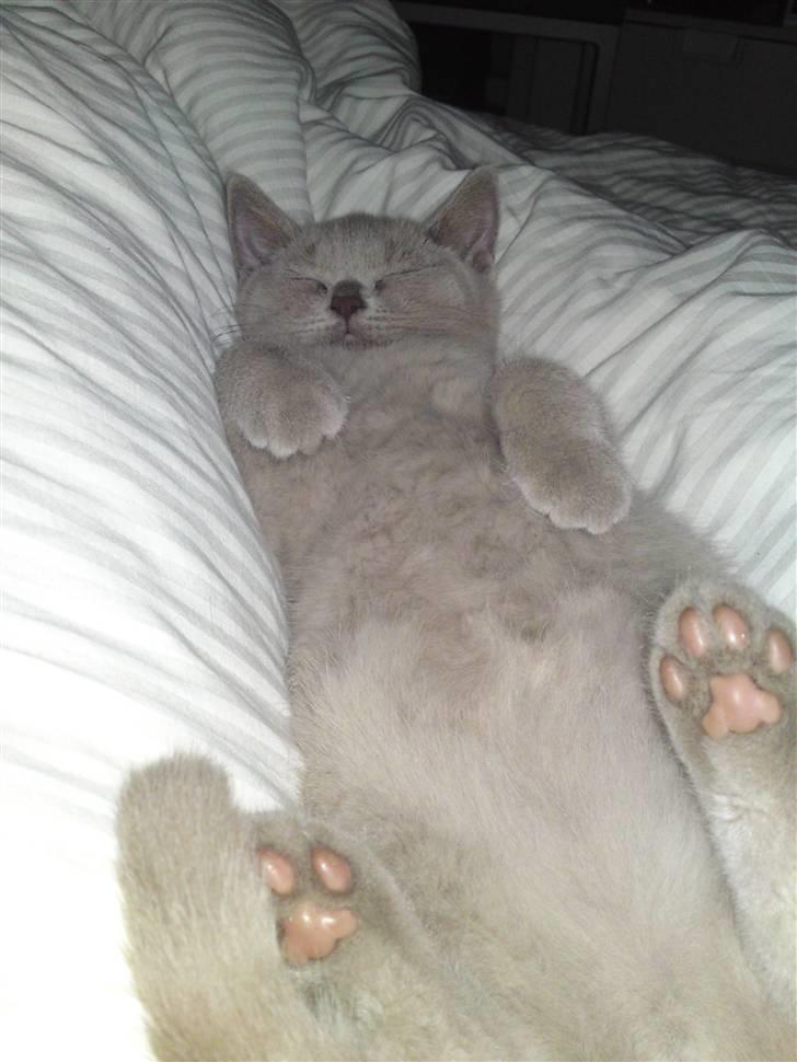 British Shorthair Wilfrida billede 6