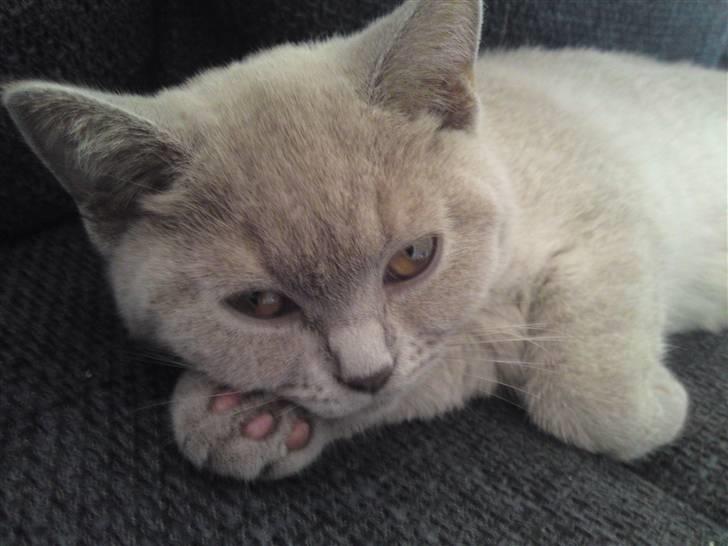 British Shorthair Wilfrida billede 9