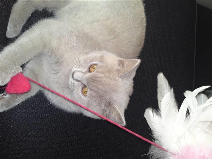 British Shorthair Wilfrida billede 10