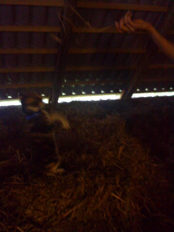 Huskat Jesper. RIP.(Trines.) - Kom så, gii´ mig den nu..!! :P Trine taget billedet. billede 13