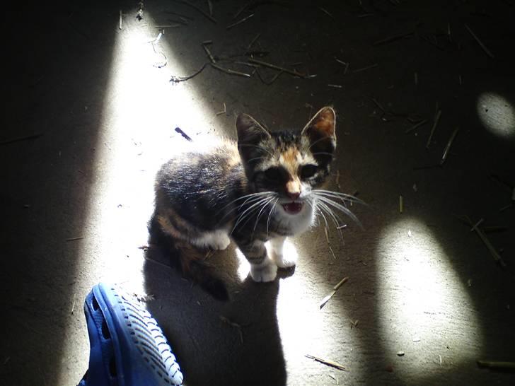 Huskat Jesper. RIP.(Trines.) - Kig på mig, er jeg ikke bare FLOOT?? :D Trine taget billedet. billede 15