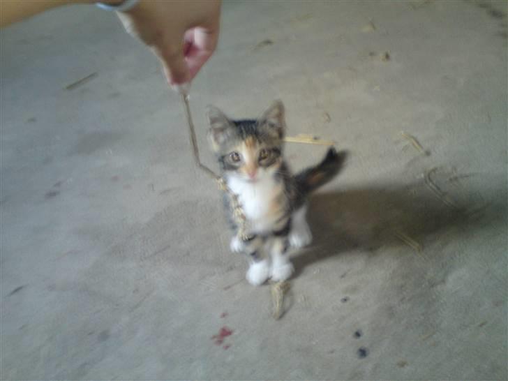 Huskat Jesper. RIP.(Trines.) - Moar? Hol´ den stille der, og jeg kan godt fange den..!! :D :PTrine taget billedet. billede 16