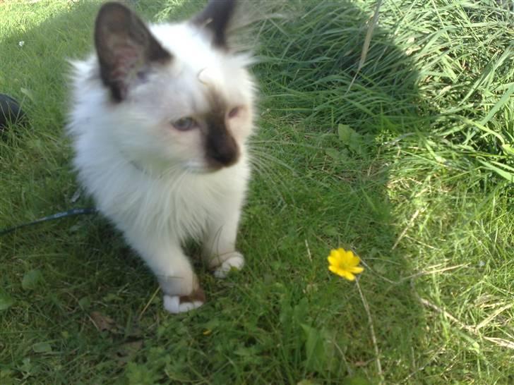 Hellig Birma Dumle-Sov sødt lille skat - Dumle på tur billede 13