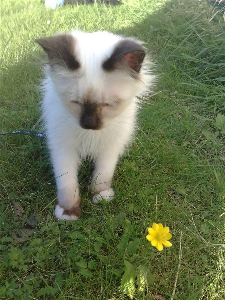 Hellig Birma Dumle-Sov sødt lille skat - Hov var der noget der bevægede sig ?? billede 14
