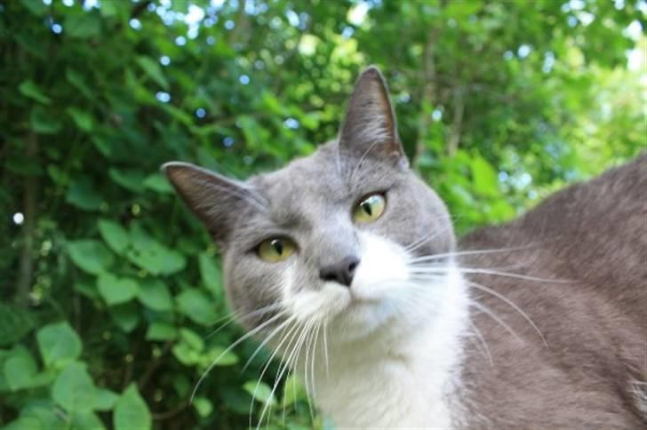 Huskat Lille My billede 1