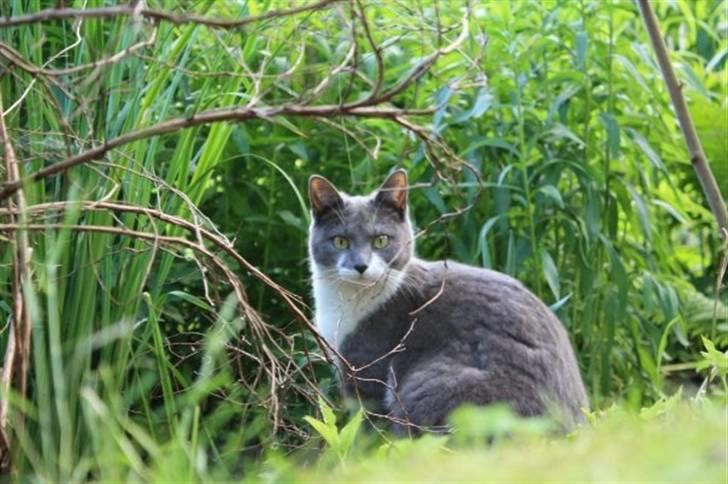 Huskat Lille My billede 2