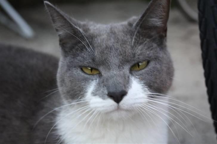 Huskat Lille My billede 3