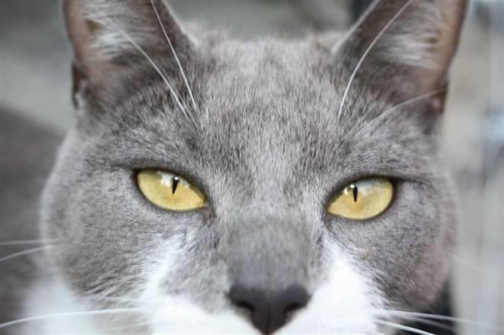 Huskat Lille My billede 4