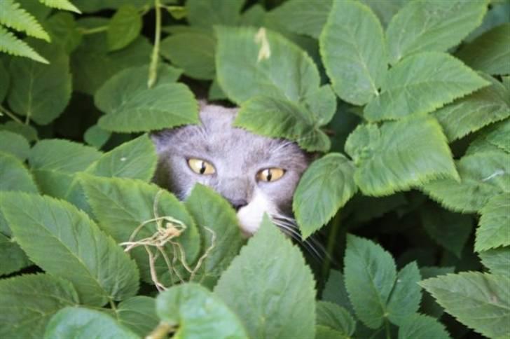 Huskat Lille My billede 5