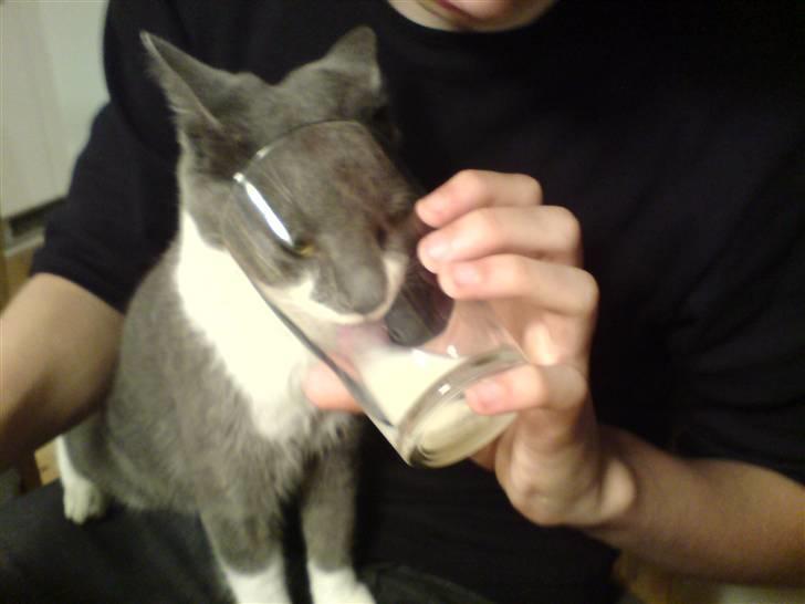 Huskat Lille My - På dette billede stikker hun SELV hoved ned i glasset og drikker mælken. Bare rolig der er "Missemælk" ;D billede 6