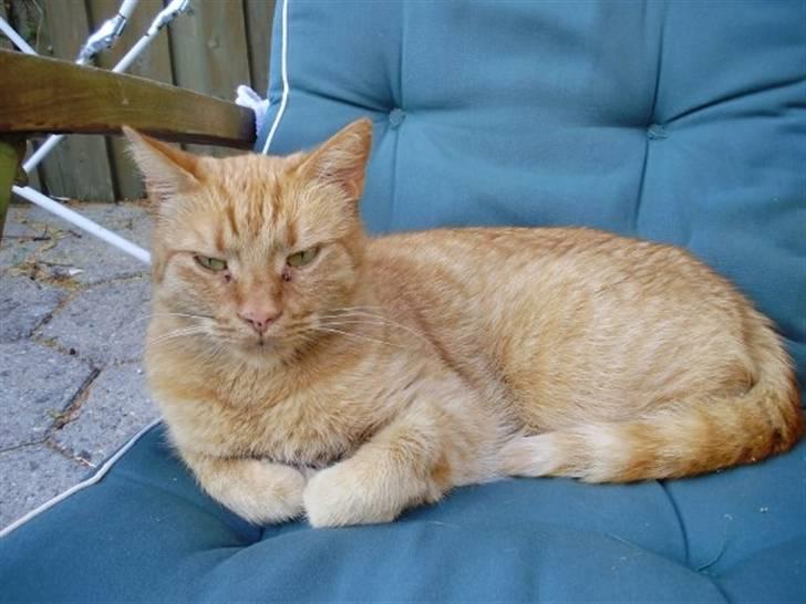 Huskat Chili billede 1