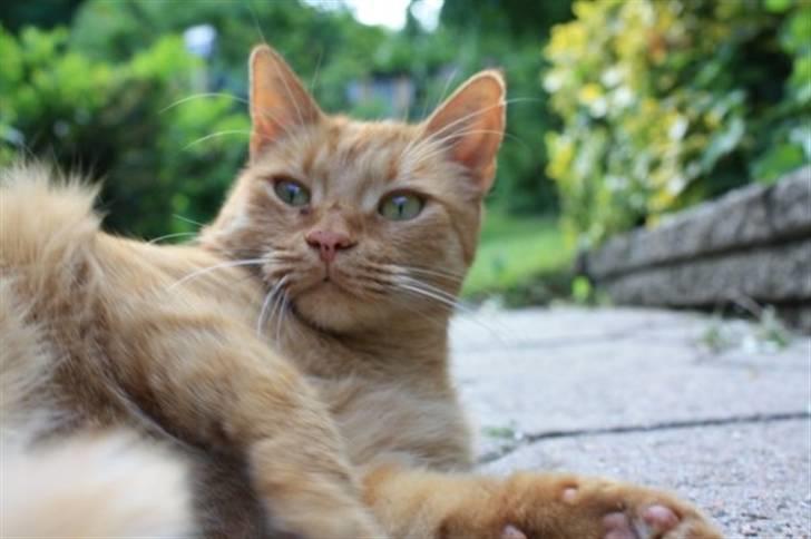 Huskat Chili billede 2