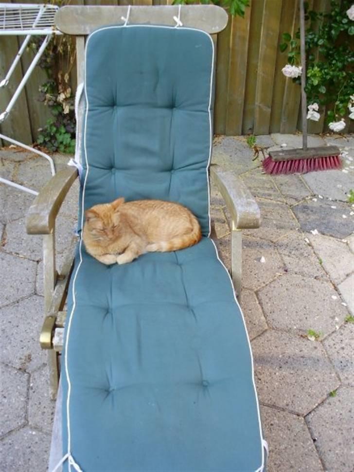 Huskat Chili billede 3