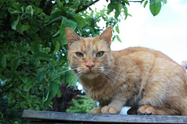 Huskat Chili billede 4