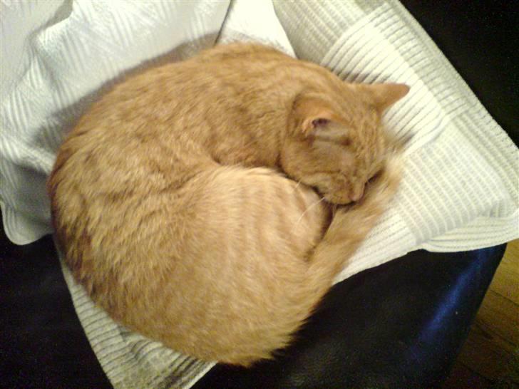 Huskat Chili billede 5