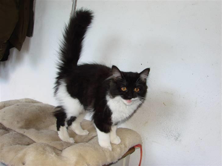 Blanding af racer Batkat billede 2