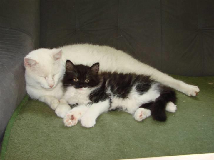 Blanding af racer Batkat - Hygge i sofaen med min gamle kastrat Felix. Han er meget tålmodig med hende billede 3