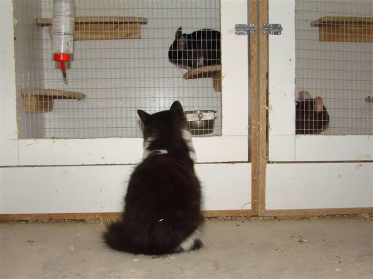 Blanding af racer Batkat - Nøøøj, det er "Fjernsyn For Dig".... billede 4