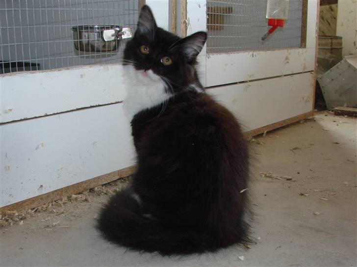 Blanding af racer Batkat - Batkat vil gerne hjælpe med at fodre chinchillaerne, hun kommer kun på besøg hos dem sammen med mig billede 5